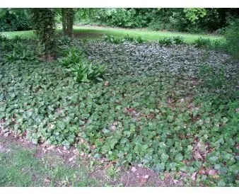 Storbladet Efeu til bunddække